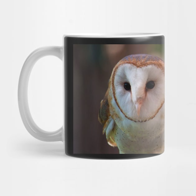 Barn Owl by Jacquelie